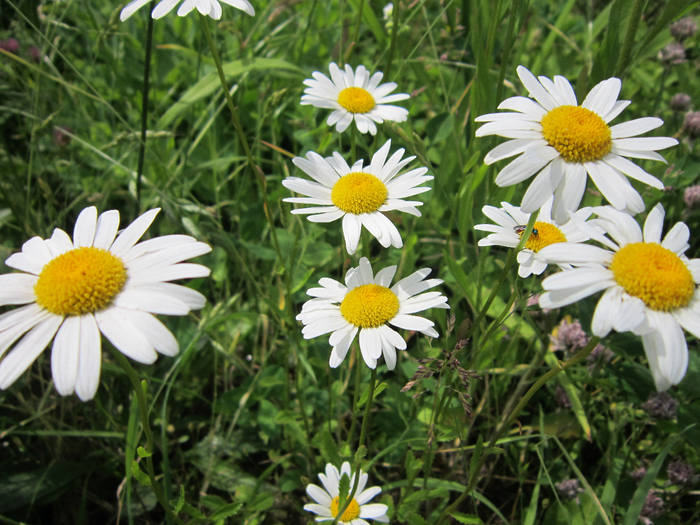 IMG_1894 (700x525, 503Kb)