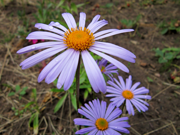 IMG_1839 (700x525, 452Kb)