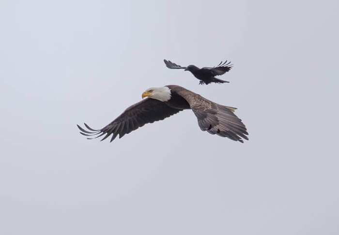 Clever-Crow-Spotted-Hitching-A-Ride-On-Flying-Bald-Eagles-Back-1 (700x486, 52Kb)