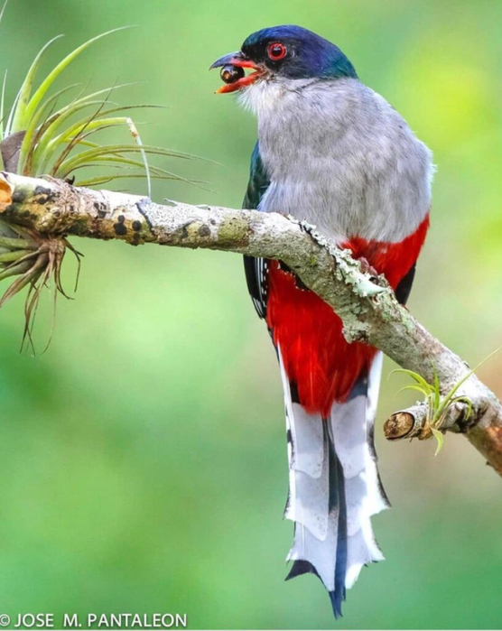 cuban-trogon-6-815x1024-1 (556x700, 338Kb)