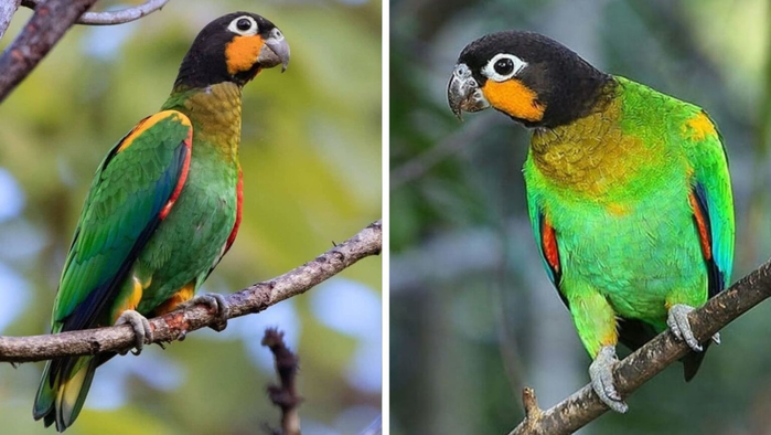 orange-cheeked-parrot-main-1536x865-1 (700x394, 267Kb)