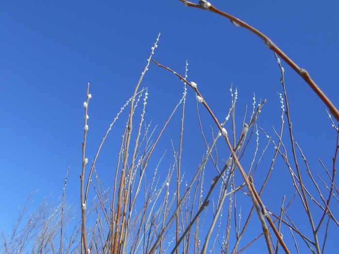 4533467_DSCN5650 (700x524, 110Kb)