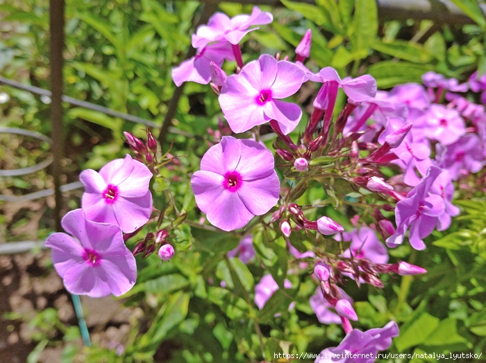 IMG_20240625_113829 (700x524, 344Kb)