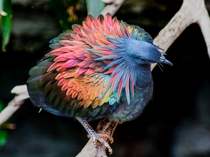 nicobar-pigeon-colorful-dodo-relative-7-1 (700x525, 344Kb)