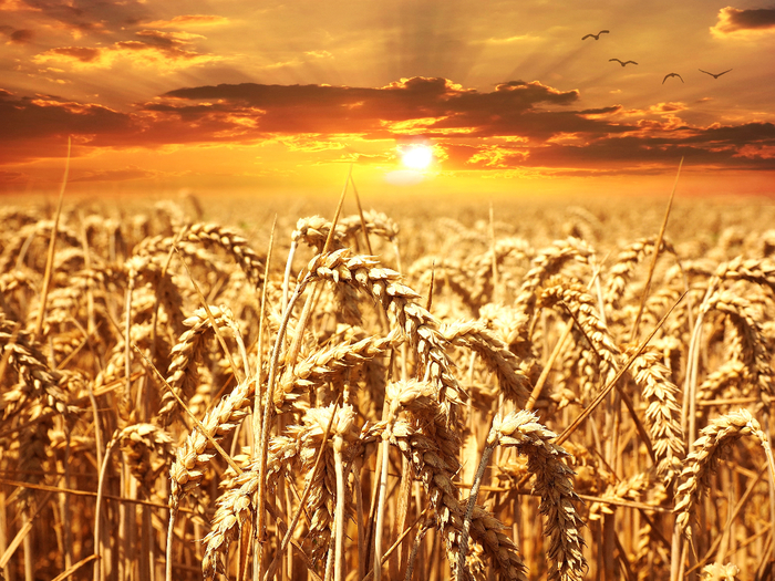 plant-sunset-field-wheat (700x525, 586Kb)