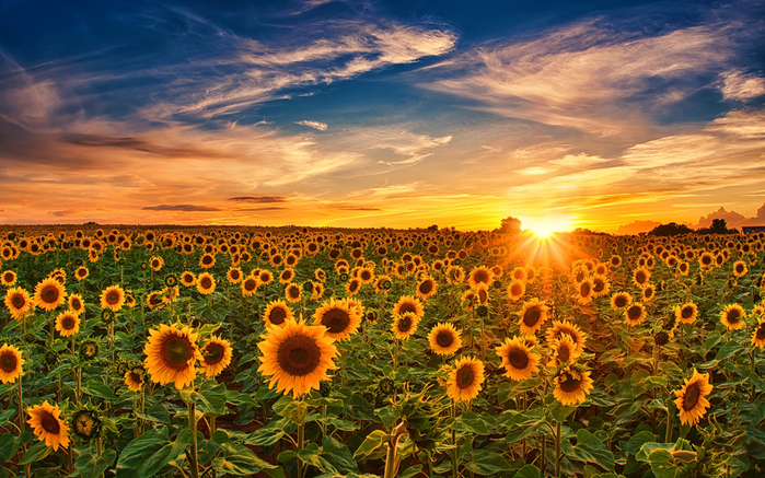 Sunflowers_Sunrises_and_sunsets_Sky_Fields_Sun_590818_1920x1200 (700x437, 522Kb)