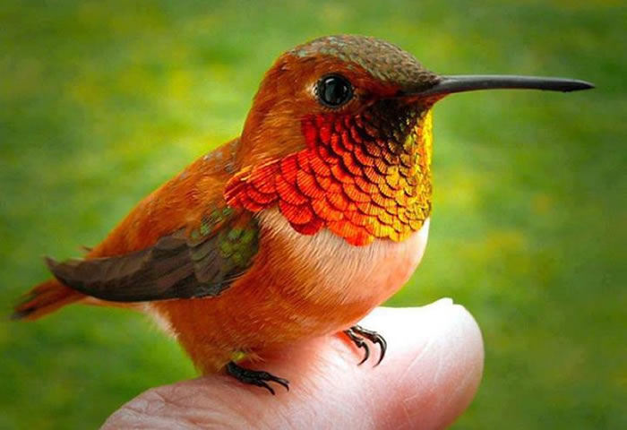 smallest-bird-in-the-world (700x480, 162Kb)