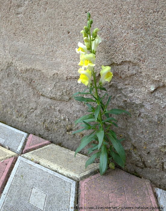 IMG_20240705_122938_1 (551x700, 469Kb)