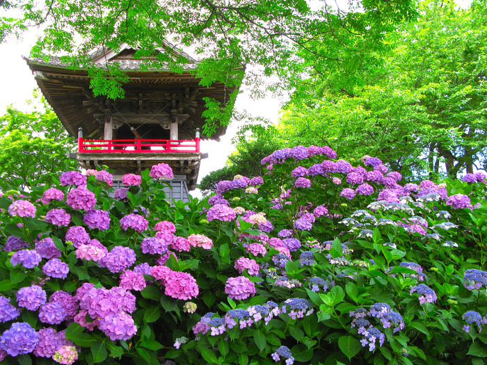 Kumagaya_Nougo_Temple_Bell_Tower_And_Hydrangea (700x525, 781Kb)