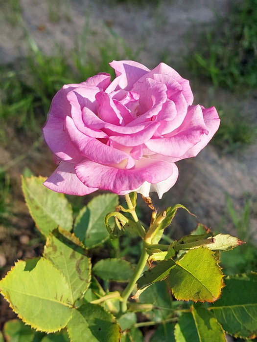 20240711_080003 (525x700, 424Kb)