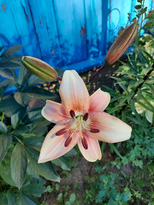 20240627_072912 (525x700, 478Kb)