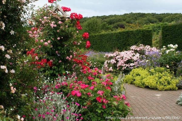 773041-Rosemoor-Rose-Garden-England-Gardens-Roses-Shrubs (600x400, 211Kb)