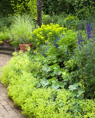 alchemilla-mollis-aconitums-and-euphorbia-in-mrs-winthrops-garden-fa88a0-317x393 (317x393, 183Kb)