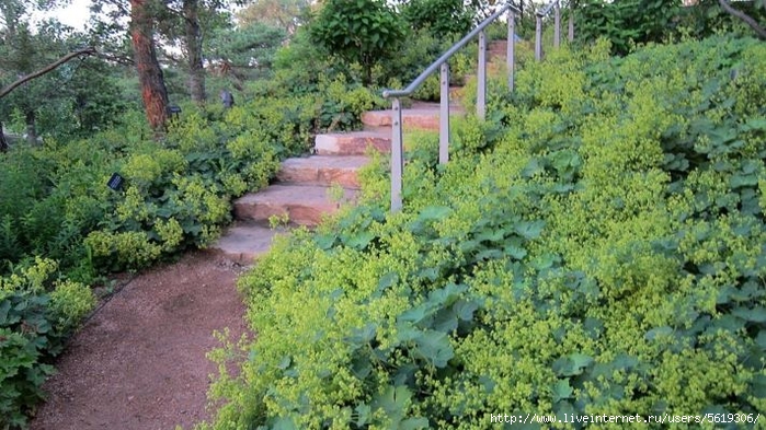 how-to-grow-ladys-mantle-a-cottage-garden-favorite (700x393, 304Kb)