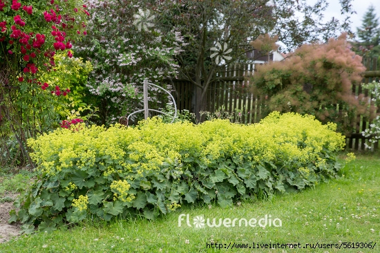 stock-photo-alchemilla-mollis--ladys-mantle-108946-17942 (550x366, 280Kb)