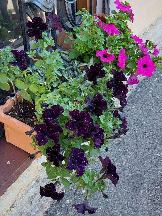 20240624_143042 (525x700, 552Kb)