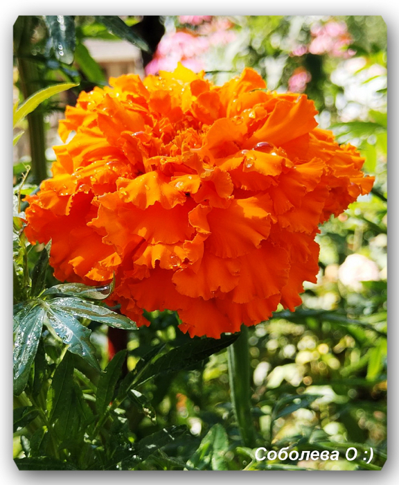 IMG_20240720_104836 (576x700, 487Kb)