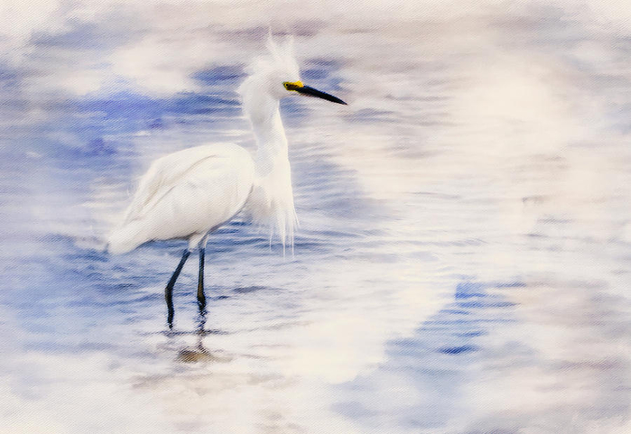 beauty-of-an-egret-georgiana-romanovna (700x481, 279Kb)