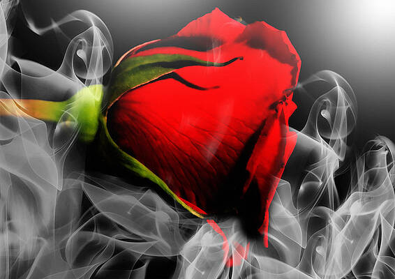 passionate-red-hot-smoky-rose-zeana-romanovna (566x400, 106Kb)