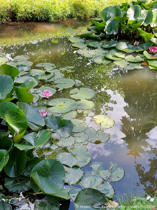 20240623_131334 (525x700, 434Kb)