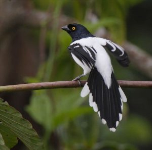 1688743211_86_The-Majestic-Magpie-Tanager-A-Rainbow-of-Colors-So-Captivating-300x297 (300x297, 51Kb)