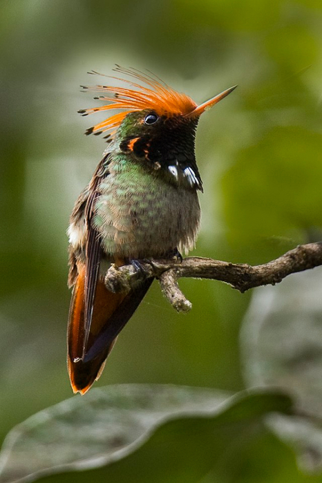 Rufous-crested_Coquette_-_Manu_NP_9510-Edit (466x700, 292Kb)