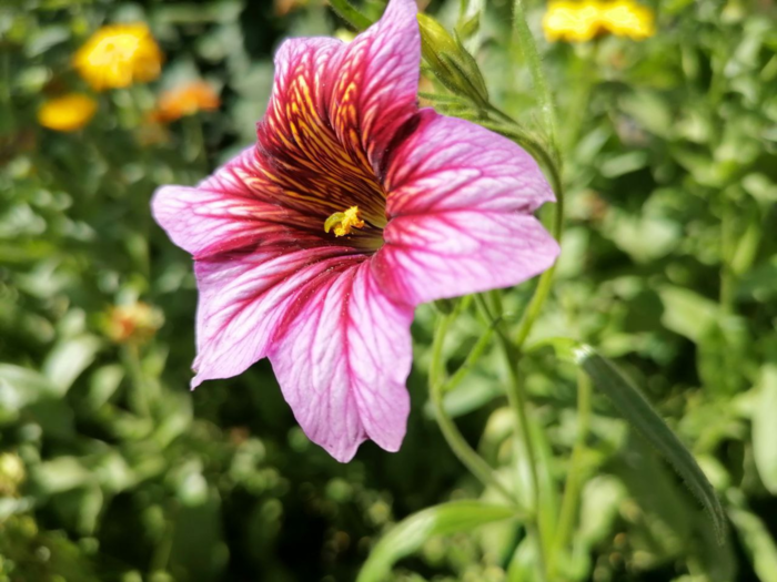 1710357758_iriska-top-p-tsveti-salpiglossis-foto-vkontakte-56 (700x525, 575Kb)