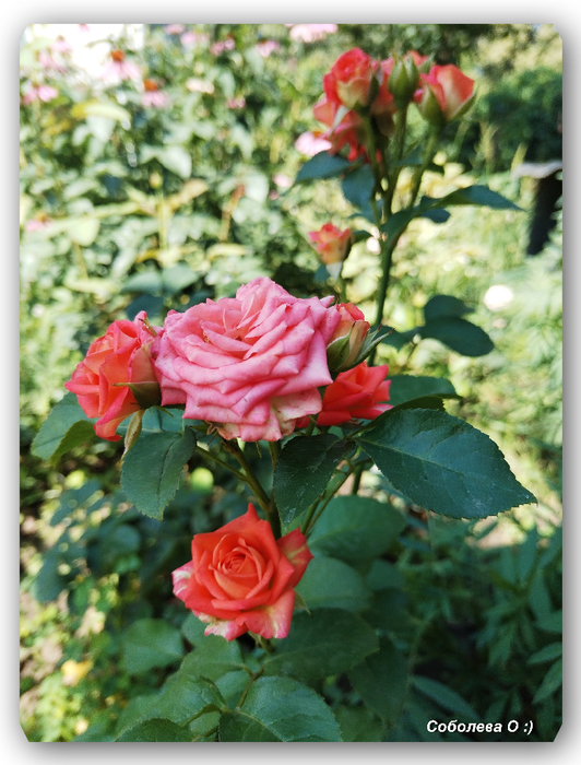 IMG_20240725_105423 (532x700, 436Kb)
