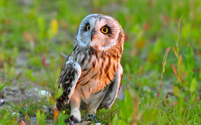 birds-nature-grass-wildlife-bird-of-prey-owl-beak-bird-fauna-2560x1600-px-vertebrate-527947 (700x437, 73Kb)