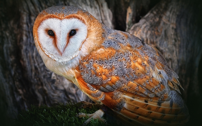 face-nature-wildlife-bird-of-prey-owl-beak-color-beautiful-tree-bird-predator-fauna-vertebrate-close-up-719217 (700x437, 251Kb)