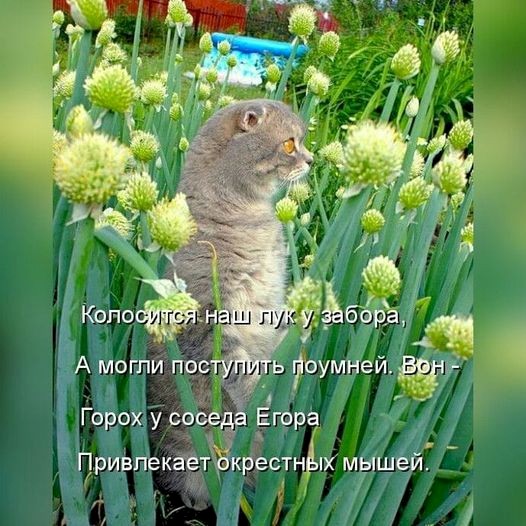 4743317_4c90cce7 (526x526, 83Kb)