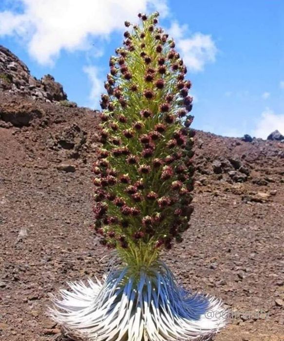 4085248_cvetok_terpeniya (583x700, 96Kb)