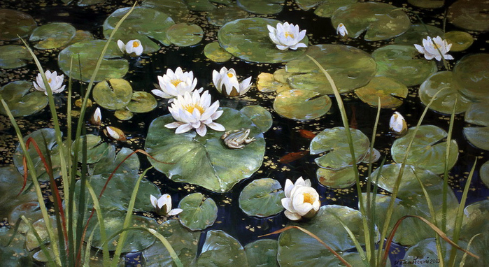 Лилии в пруду. 2004. (700x382, 386Kb)