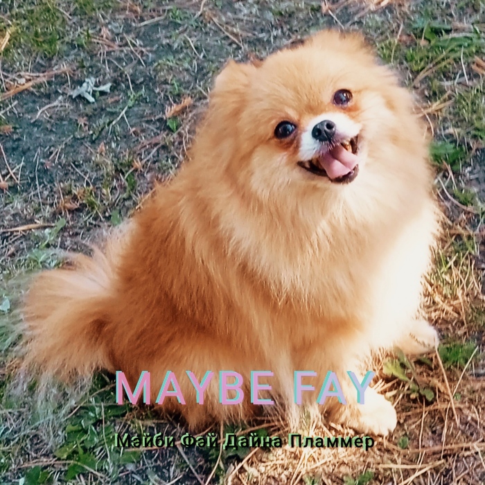 MAYBE FAY       Pomeranian (700x700, 272Kb)