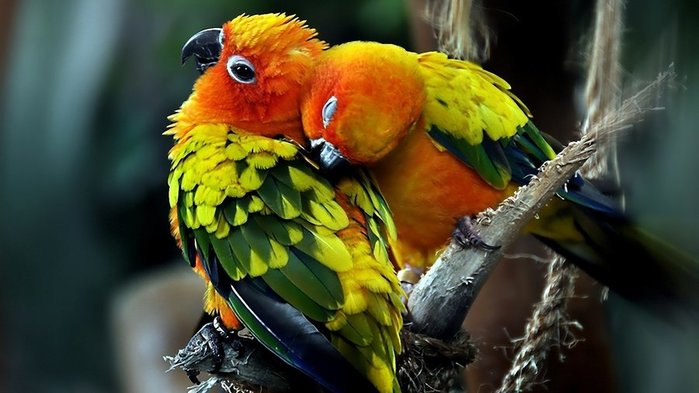 1920x1080-px-animal-bird-birds-nature-1645479 (700x393, 56Kb)