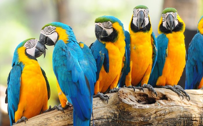 2560x1600-px-birds-macaw-nature-parrot-positive-1665425 (700x437, 75Kb)