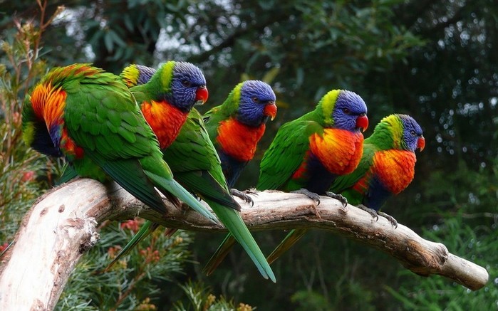 birds-animals-parrot-branch-wildlife-beak-bird-macaw-fauna-1920x1200-px-vertebrate-lorikeet-parakeet-common-pet-parakeet-624384 (700x437, 95Kb)