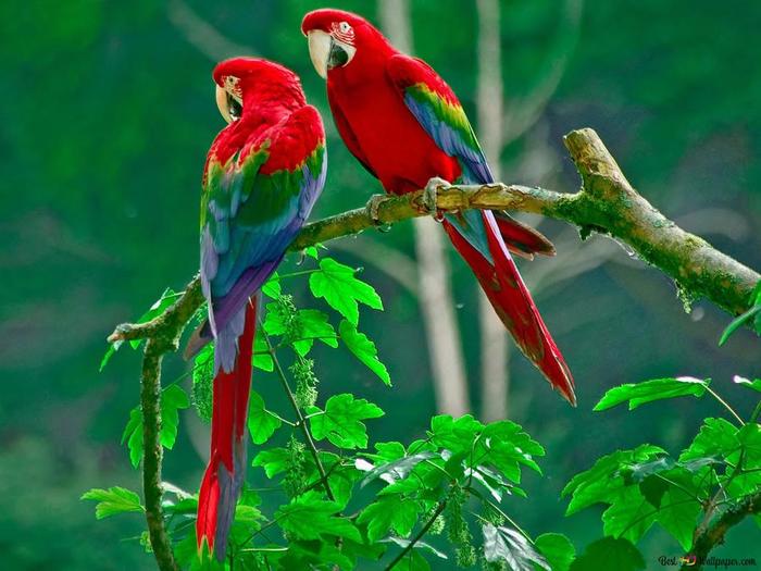 colorful-parrots-on-a-tree-wallpaper-2048x1536_26 (700x525, 57Kb)