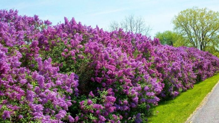 7486950_hedgeoflilacs_01 (700x394, 90Kb)