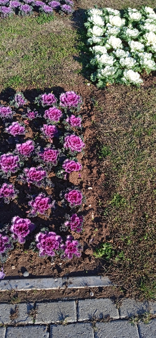1673298804983 (322x700, 391Kb)