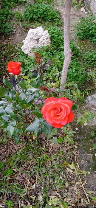 1674641285520 (322x700, 374Kb)