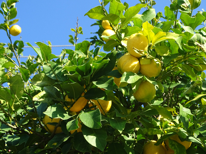 DSC00149 (700x525, 556Kb)