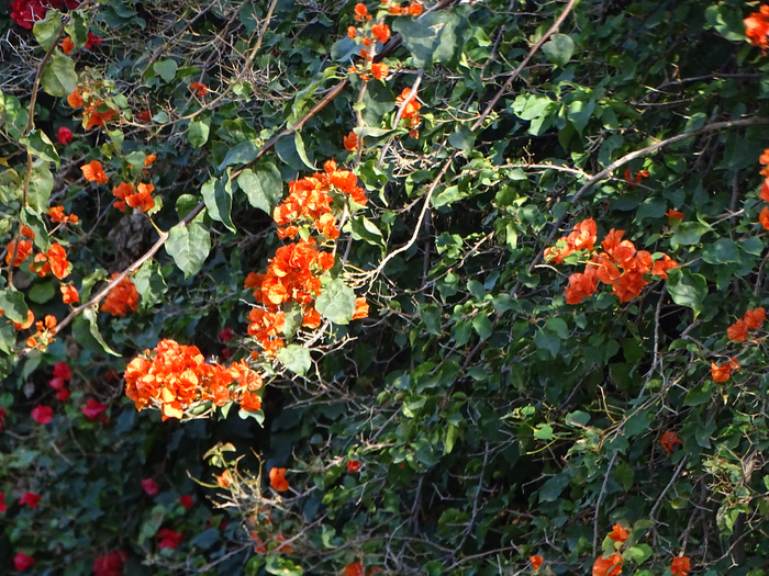 DSC00163 (700x525, 593Kb)