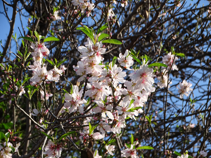 DSC00300 (700x525, 602Kb)