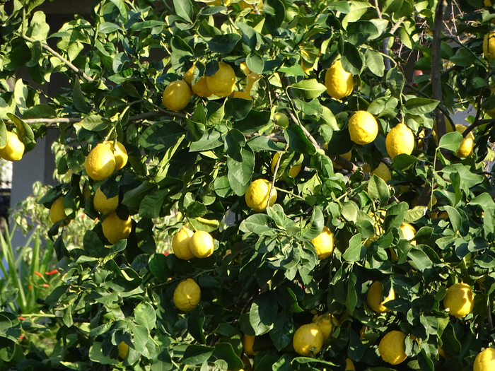 DSC00303 (700x525, 599Kb)