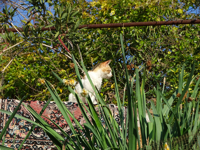 DSC00312 (700x525, 693Kb)