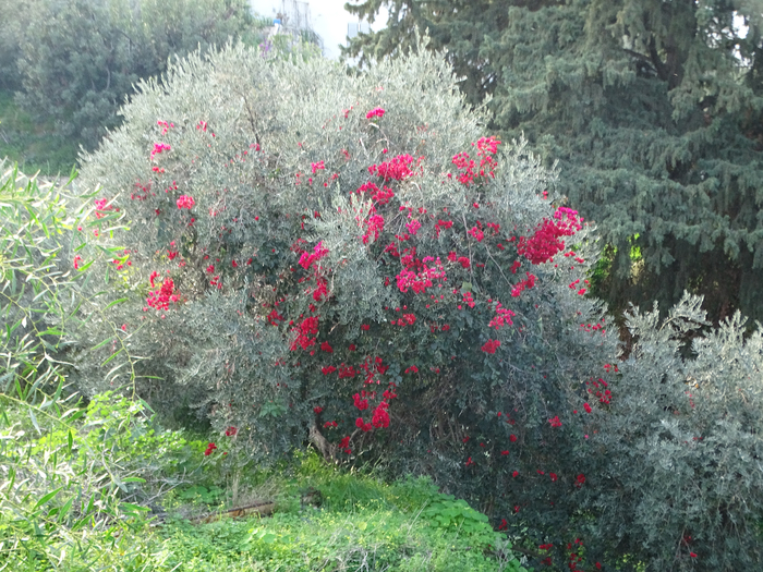 DSC00363 (700x525, 549Kb)