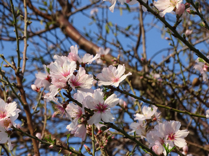 DSC00370 (700x525, 498Kb)