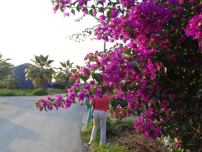 DSC00403 (700x525, 498Kb)