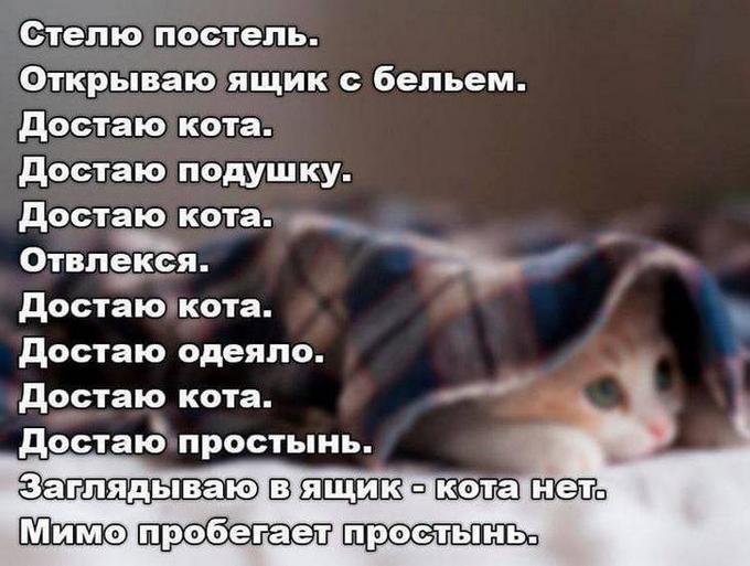 3109898_Kote_v_yashike_1_ (680x513, 53Kb)